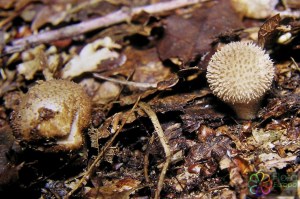 Lycoperdon pedicellatum4